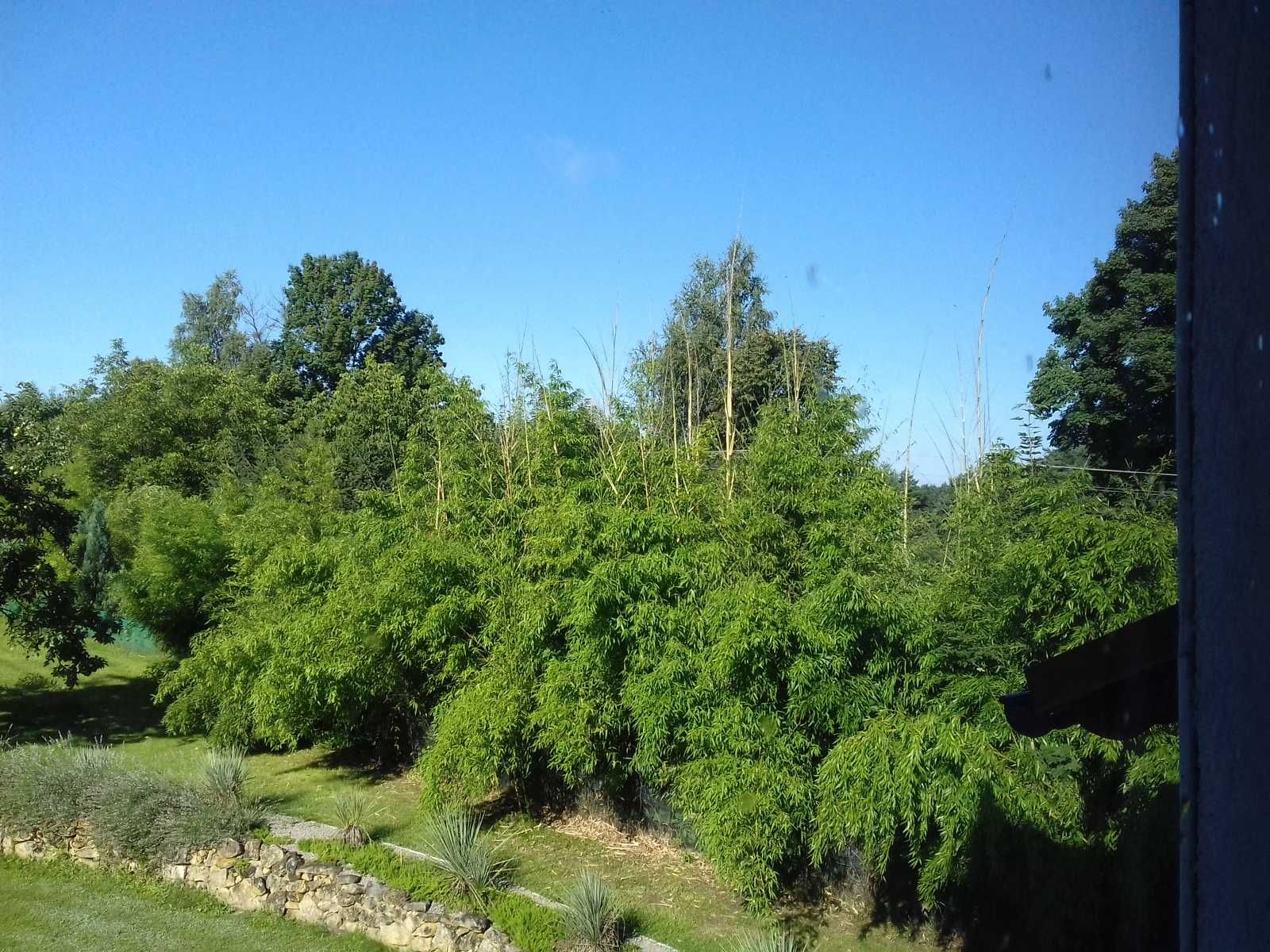 BAMBUS drzewiasty zimozielony mrozoodp. (Phyllostachys) szybkorosnący