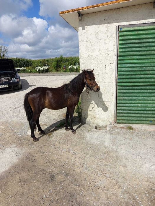 Pônei para venda