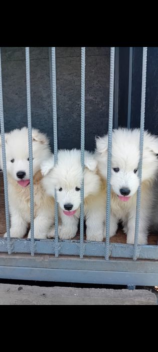 Цуценята породи Самоїд