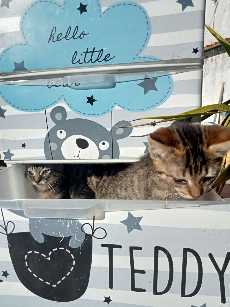 Três pequenos gatos tigres