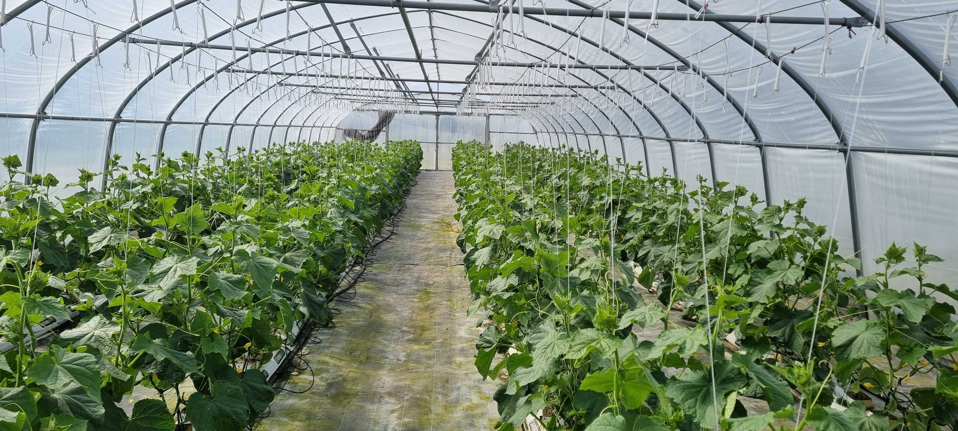 tunel foliowy, tunele foliowe , pomidor , ogórek , kwiaty 7m x 30x3,3m