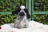 Cocker Spaniel Angielski-Szczeniak