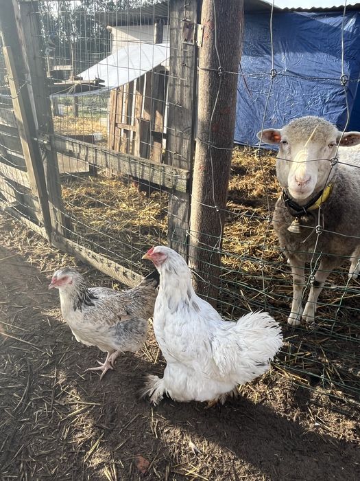 Duas femeas brahma splash