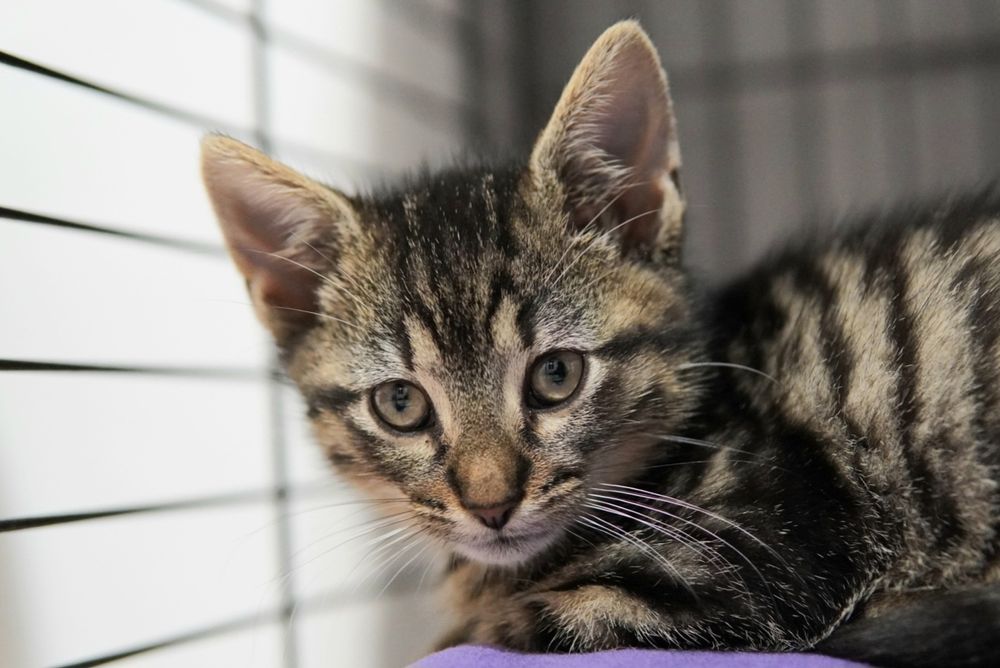 Cudowne kotki do pokochania, kot, kotek, kociak