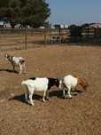 Cabritos E cabras anãs nascidos em Fevereiro.