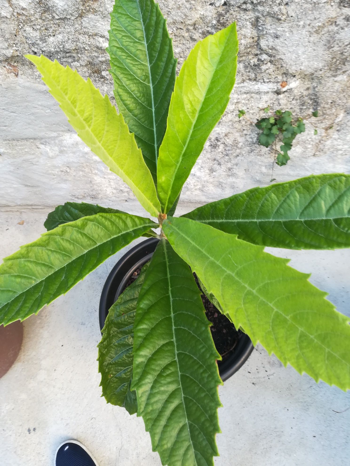 Magnoeiro/nespereira com quatro anos em vaso