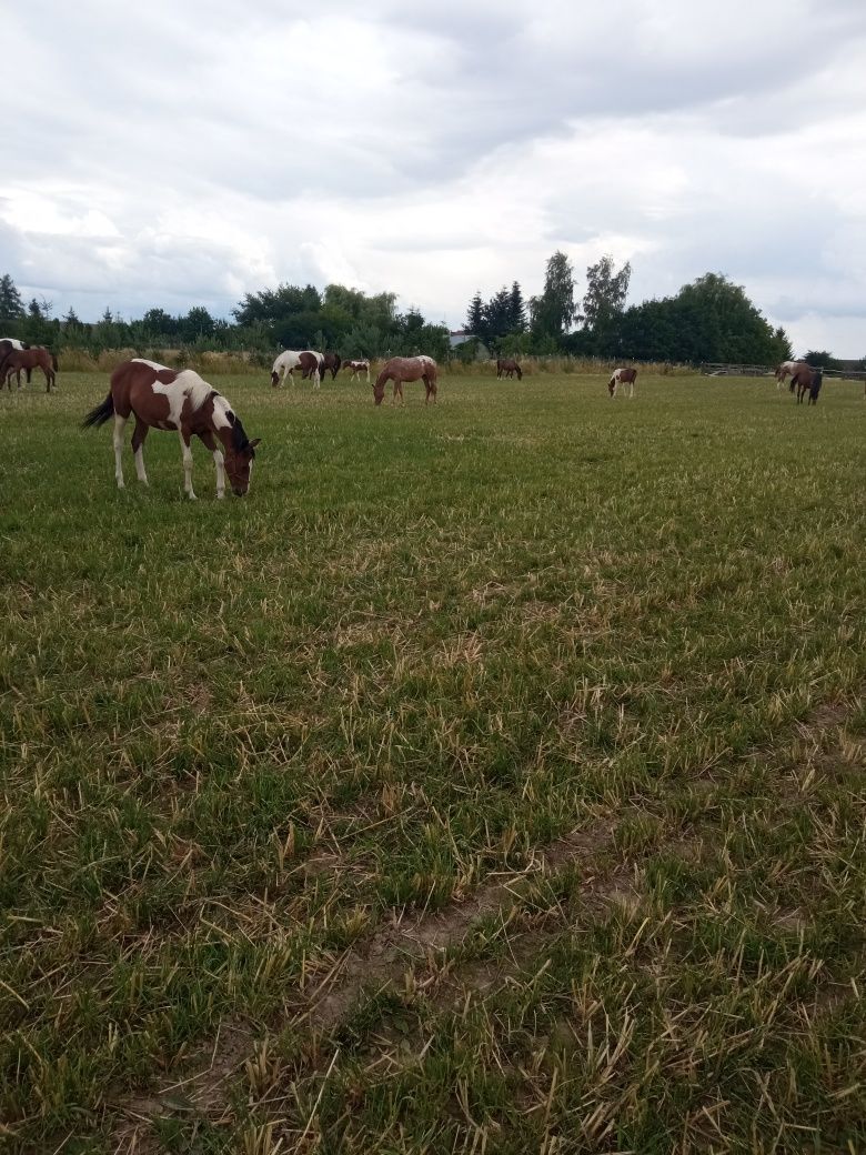 Kuc Feliński w księdze głównej