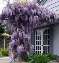 Wisteria Glicynia japońska  sadzonki