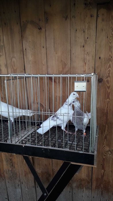 Pocztowy kolorowy para Andaluz białe 2025 r tygrysy