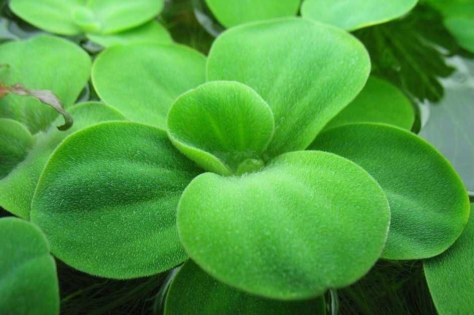 Planta flutuante aquatica Aquario ou Lago
