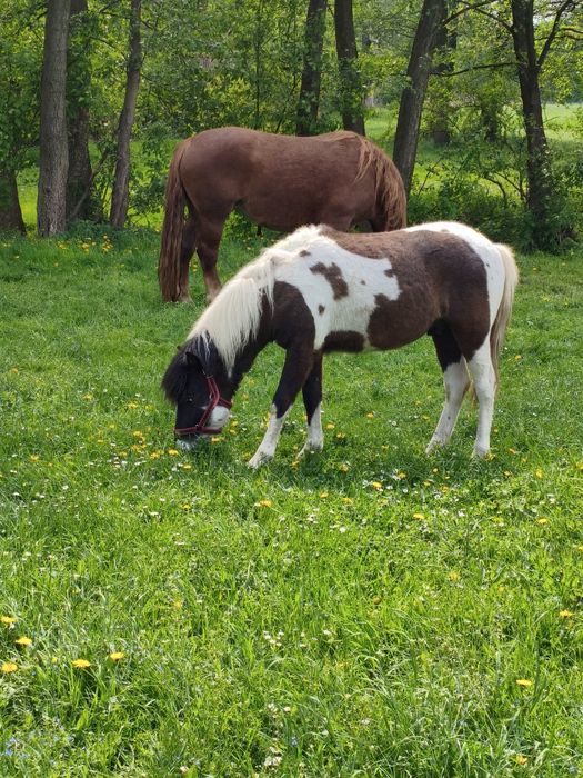 Kucyk szentladzki grzeczny i spokojny