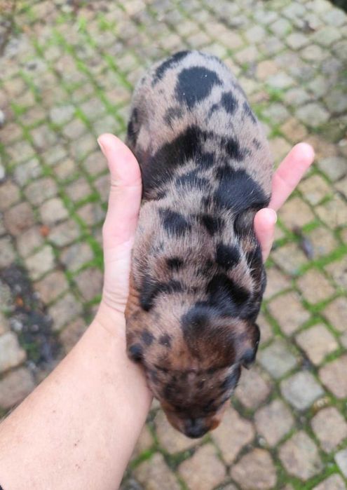 Teckel macho merle - muito malhadinho - miniatura