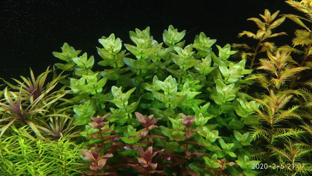 Bacopa Caroliniana ( Bakopa Karolińska )