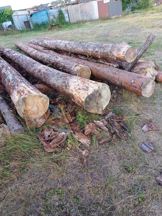 Dłużyca, okrąglaki sosnowe