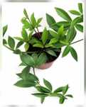 Пеперомия перескифолия/Peperomia pereskifolia