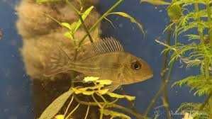 Ziemiojad “Red Head Tapajos”. Cetarius