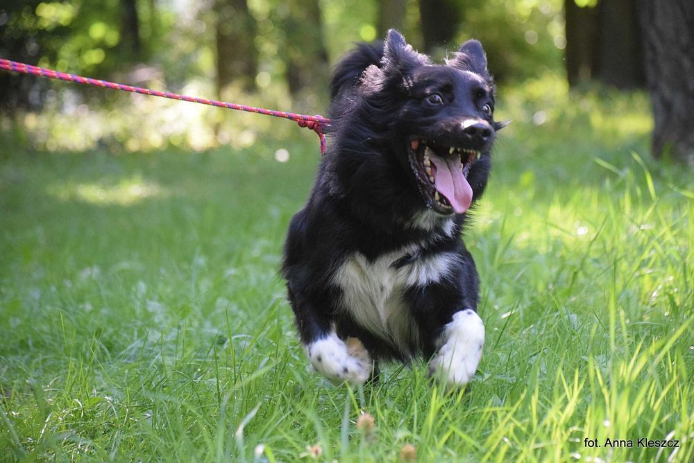 Daktyl – młody pies w typie border collie szuka aktywnego domu!