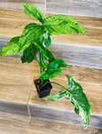 Syngonium mojito