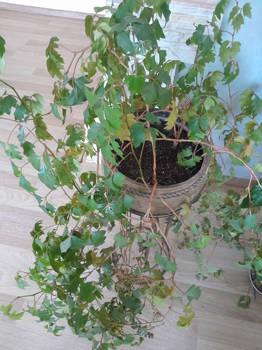 Кімнатні рослини