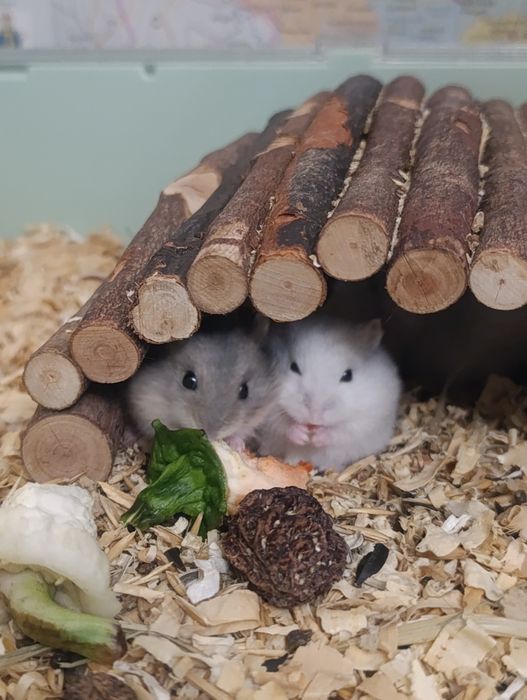 Джунгарик, джунгарський хом'як, гризун