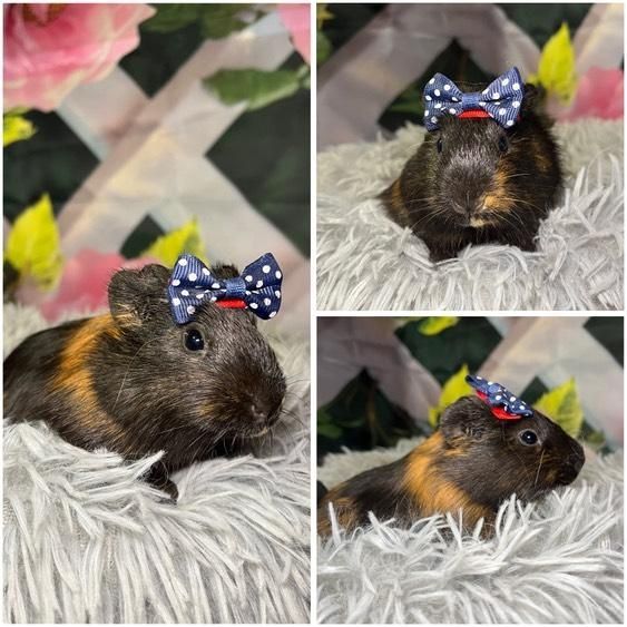 Świnki Morskie Cavie