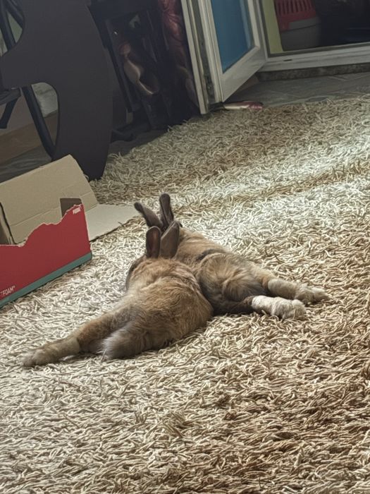 Кролики домашние декоративные, мини малыши