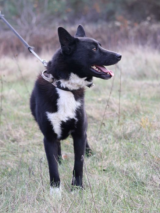 Piesek do adopcji HUGO