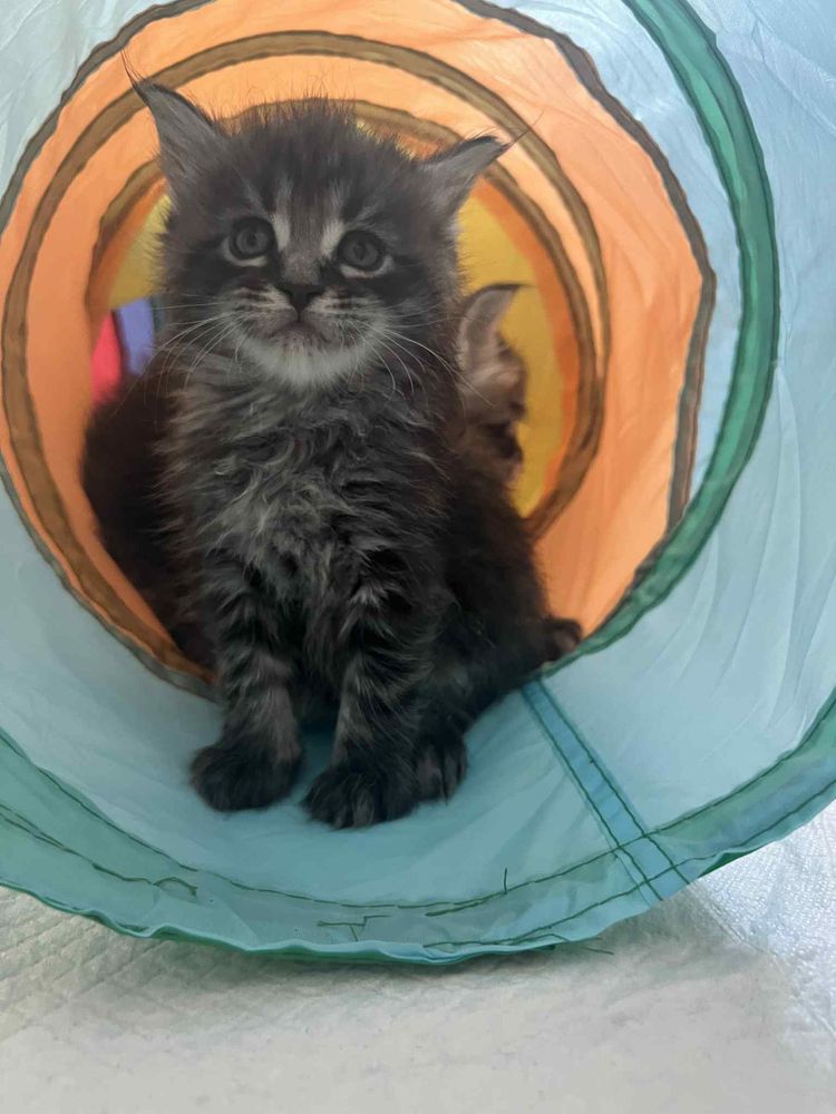 Piękne Kotki Maine Coon