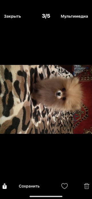 Продам щенков шпиц померанский