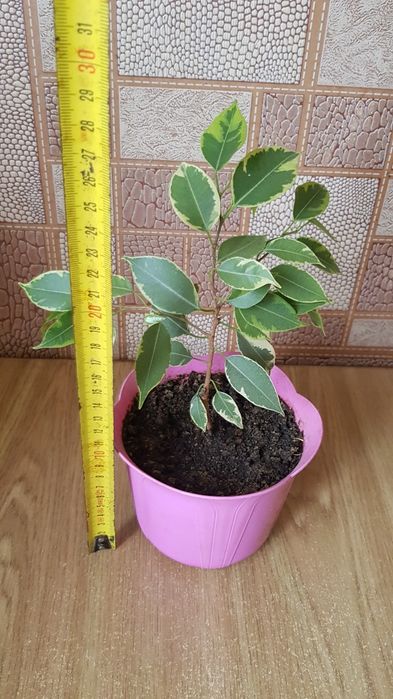 Фикус  Кинки с горшком