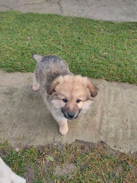 Szczeniaki oddamy za darmo