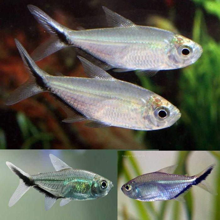 Tetra Costae - Moenkhausia costae