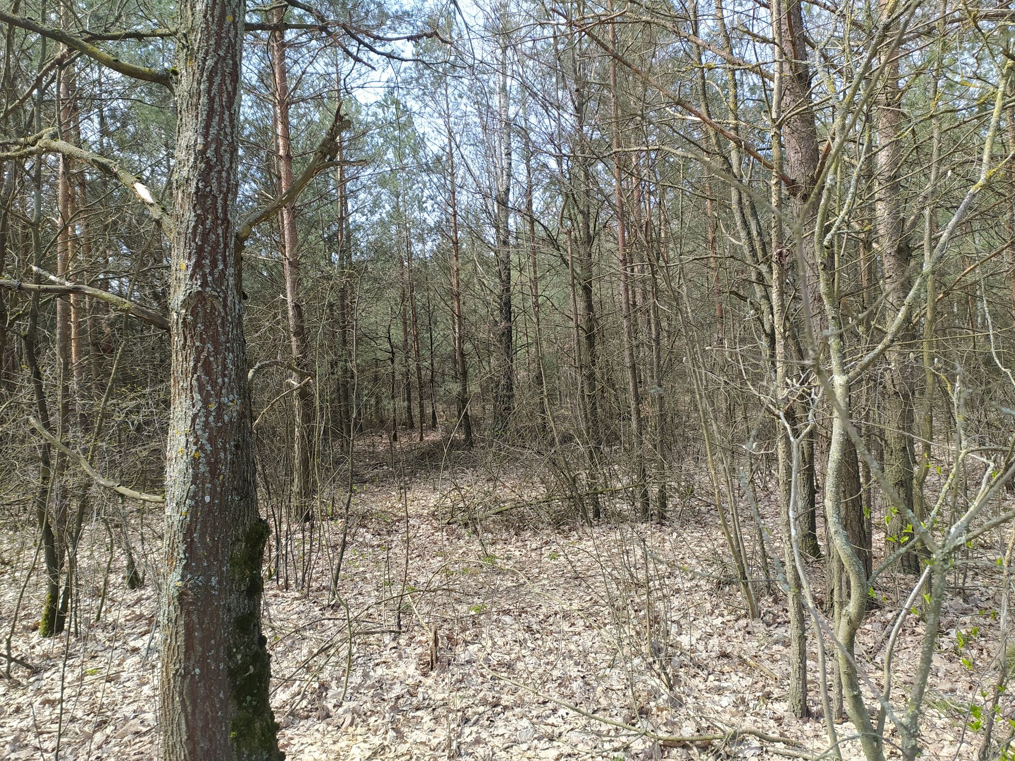 Sprzedam działki leśne w miejscowości Ropele