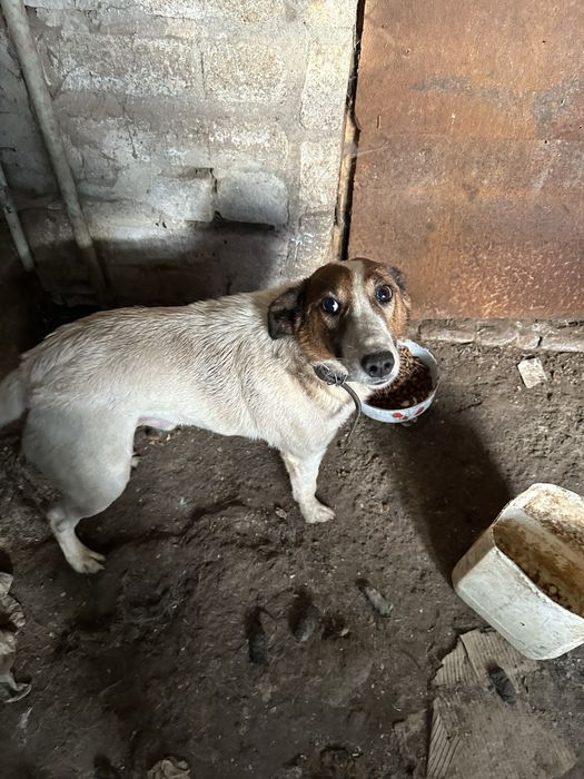 Безкоштовно фоктерʼєр 2 роки Кастрований