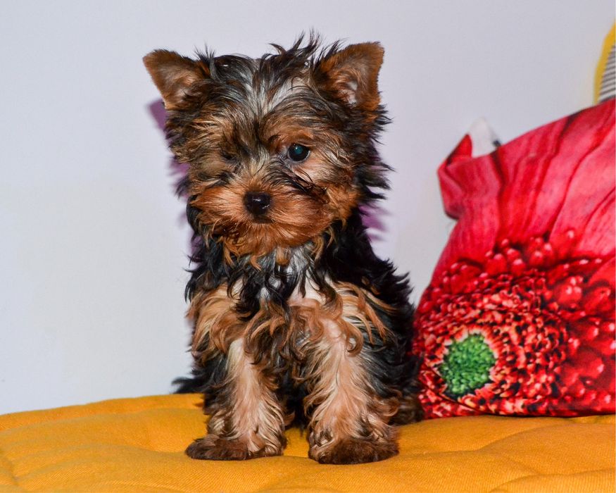 Yorkshire Terrier szczenię ZHPR śliczna mini.