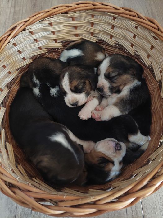 Szczeniak rasy beagle śliczna suczka