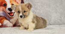 Welsh Corgi Pembroke,  Naturalny Bobtail,  piesek