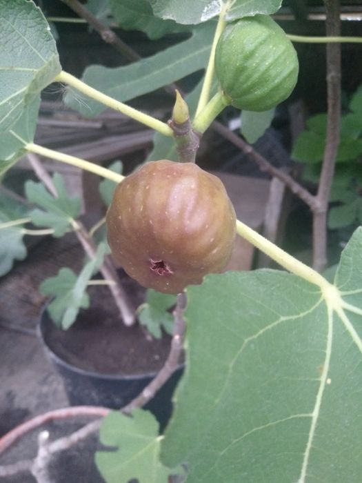 Саджанці інжиру різних сортів