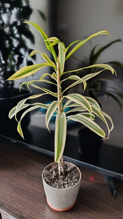 НЕ ПЕРЕСИЛАЮ!!Терміново!!! Кімнатні квіти кротон фікус