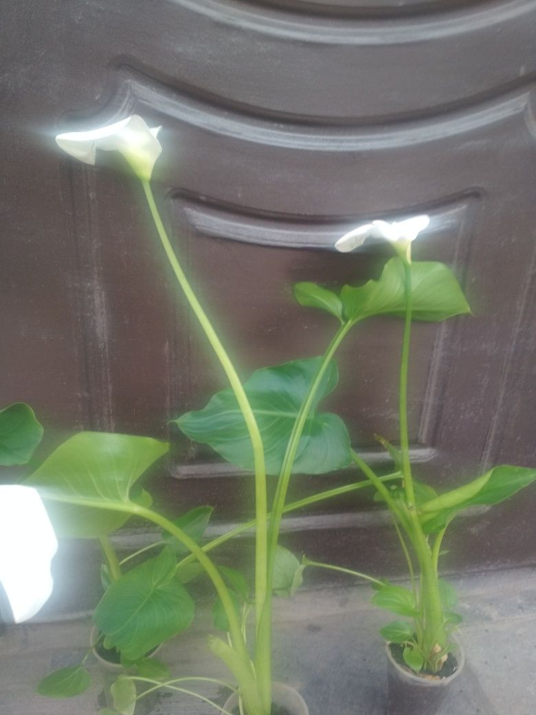 Кала біла--вишукана кімнатна рослина з довгим періодом цвітіння