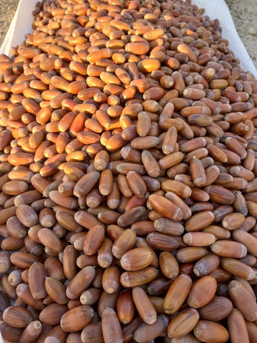 Жолудь врожаю 2024,митий,гарної якості