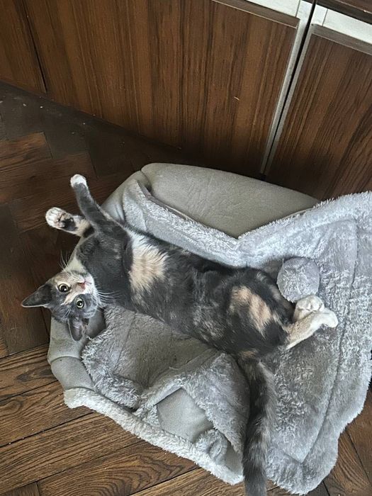 Кішка шукає господаря