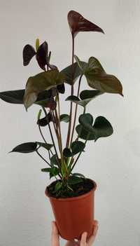 Anturium Anthurium Black Love 45 cm