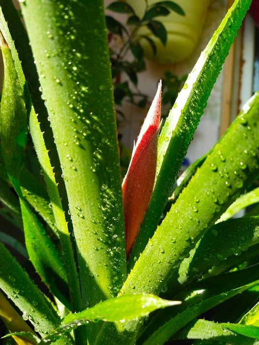 Бильбергия      .