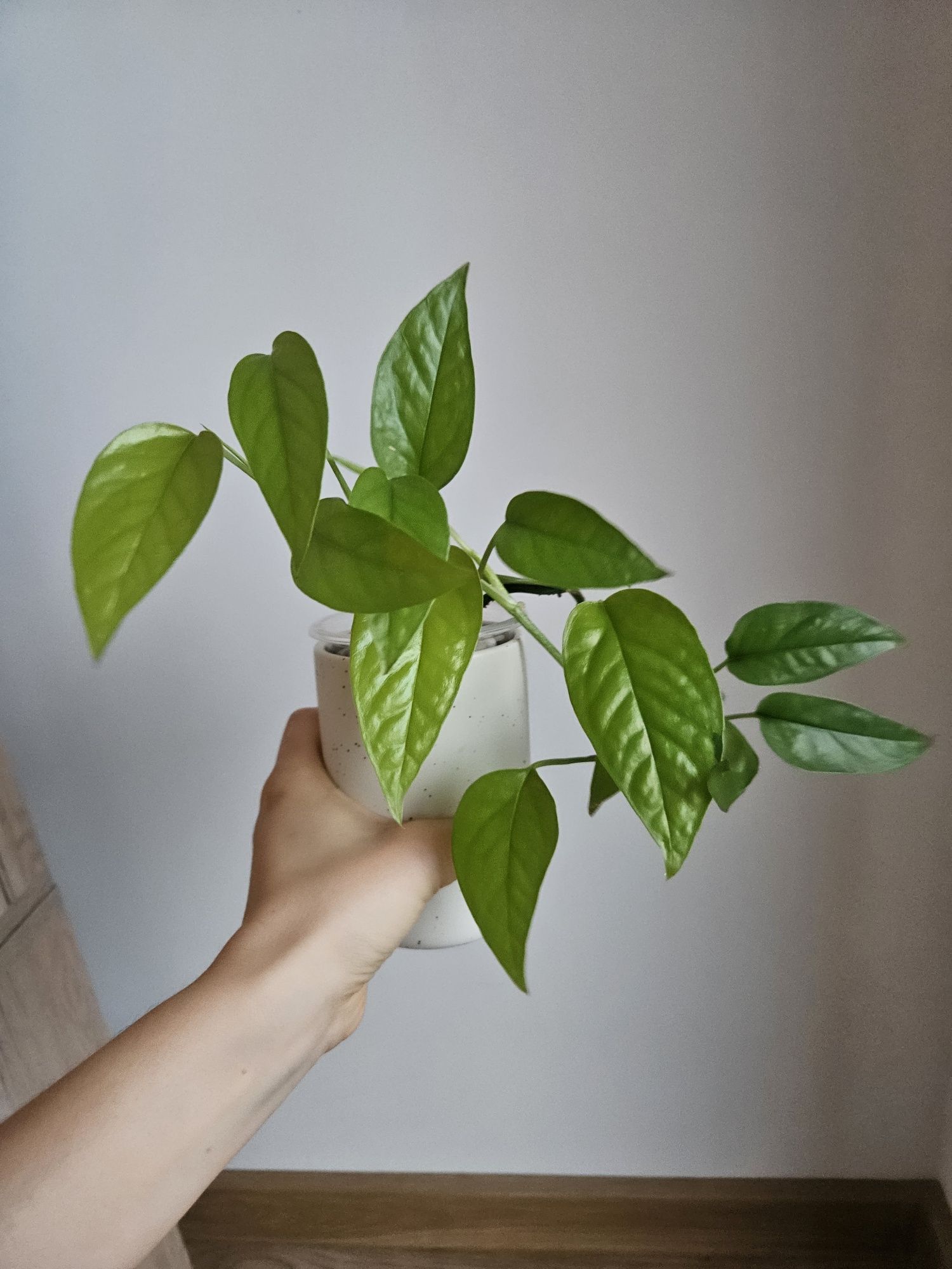 Epipremnum pinnatum neon sadzonka szczytowa cięta