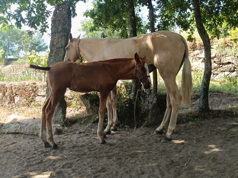 Égua PSLde nome "Ritinha"