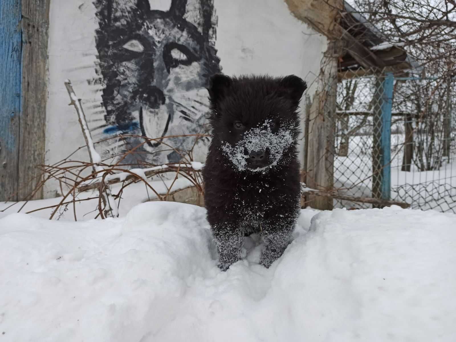 Щенок н о ,д ш. КСУ. 04.12.21. рабочий