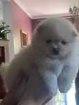 Szpic miniaturowy Pomeranian sunia