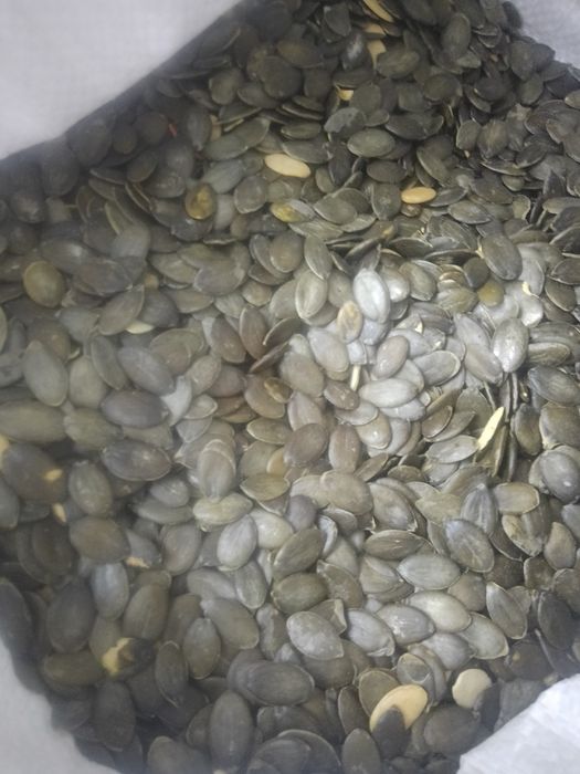 Pestka dyni bezłuskowej