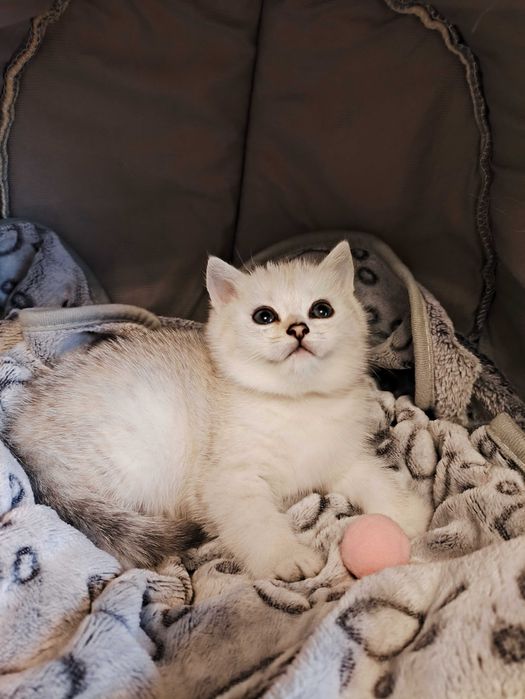 kotka kocurek kocięta kociaki srebrny brytyjski krótkowłosy ns11